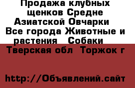 Продажа клубных щенков Средне Азиатской Овчарки - Все города Животные и растения » Собаки   . Тверская обл.,Торжок г.